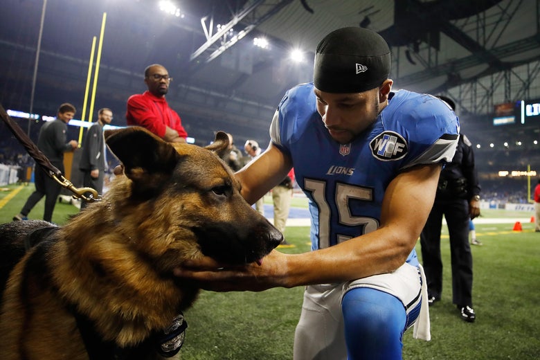 DETROIT.MI - NOVEMBER 24: Golden Tate #15 of the Detroit Lions stops to pet a police dog as he leave the field after the Lions defeated the Minnesota Vikings 16-13 at Ford Field on November 24, 2016 in Detroit, Michigan. (Photo by Gregory Shamus/Getty Images)